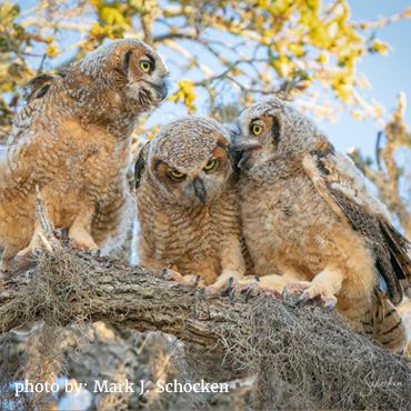 Wildlife Poison Education