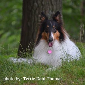 Rat Poison and Your Pets