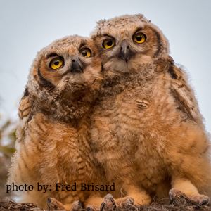 Two Owls in Tree