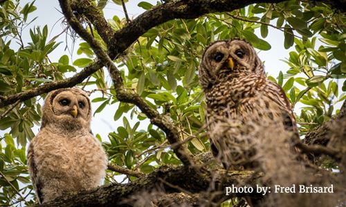 Two Owls in Tree